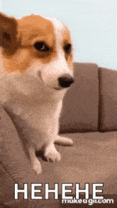 a brown and white dog is sitting on a couch and laughing .