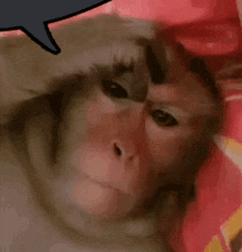 a close up of a monkey with a speech bubble above it 's head